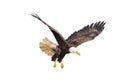 Bald eagle. Royalty Free Stock Photo