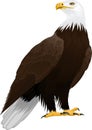 Bald eagle isolated on white - vector Royalty Free Stock Photo