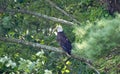 A Bald Eagle Ohio Royalty Free Stock Photo