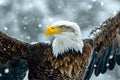 A bald eagle with its wings spread out in the snow. Generative AI Royalty Free Stock Photo