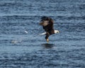 Bald eagle just missing catching a fish