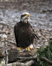 Bald Eagle juvenile photo. Image. Portrait. Picture. Juvenile bird. Bokeh background. Perched on log Royalty Free Stock Photo