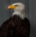 Bald Eagle keeps alert Birds of Prey Centre Coleman Alberta Canada