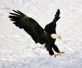 Bald Eagle Landing Royalty Free Stock Photo