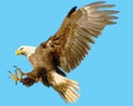 Bald eagle landing attack hand draw and paint color on blue background Royalty Free Stock Photo