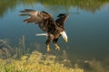 Bald Eagle Landing Royalty Free Stock Photo