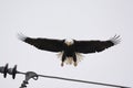 A Bald Eagle Landing On A Hydro Cable