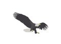 Bald Eagle Landing Illustration Royalty Free Stock Photo