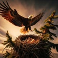 Bald eagle landing on nest with eggs during sunset Royalty Free Stock Photo