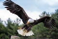 Bald Eagle Landing on a Post