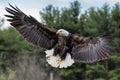 Bald Eagle Landing