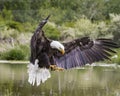 Bald Eagle landing on shore