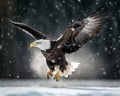 Bald eagle landing on snow. Amazing Wildlife. Generative Ai