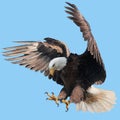 Bald eagle landing swoop attack hand draw and paint on blue sky background Royalty Free Stock Photo