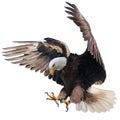 Bald eagle landing swoop attack hand draw and paint on white background Royalty Free Stock Photo