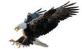 Bald eagle landing swoop attack hand draw and paint on white background Royalty Free Stock Photo