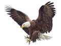 Bald Eagle landing swoop vector. Royalty Free Stock Photo