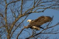 Bald Eagle landing in tree blue sky background Royalty Free Stock Photo