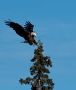 Bald eagle landing in a tree Royalty Free Stock Photo