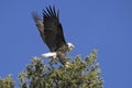 Bald eagle landing in a tree top in north Idaho Royalty Free Stock Photo