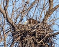 American Bald Eagle