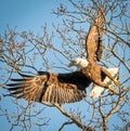 Bald Eagle launching from branch