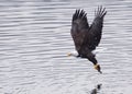 A bald eagle lifts off after the catch. Royalty Free Stock Photo