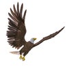 Bald eagle looking around on white background Royalty Free Stock Photo