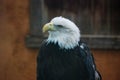 Bald eagle looking around at zoo Royalty Free Stock Photo