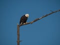 Bald eagle looking down from branch with space for text. Royalty Free Stock Photo