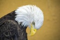 Bald Eagle looking down Royalty Free Stock Photo