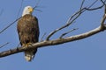 Bald Eagle Looking Down In Curiosity Royalty Free Stock Photo