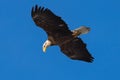 Bald Eagle looking down while soaring overhead Royalty Free Stock Photo