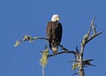 Bald Eagle Looking Down Royalty Free Stock Photo