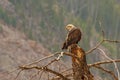 Bald Eagle Looking Intensely into the Distance Royalty Free Stock Photo