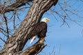 Bald Eagle looking over the lake