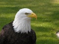 Bald Eagle Looking Right Royalty Free Stock Photo