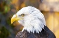 Bald Eagle looking to left, perfect profile of feathery face and Royalty Free Stock Photo