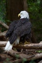 Bald Eagle Looking to the side