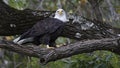 Bald eagle looking from tree top Royalty Free Stock Photo