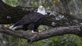 Bald eagle looking from tree top