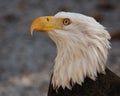 Bald Eagle looking up Royalty Free Stock Photo