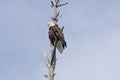 Bald Eagle on the Lookout in a old Tree Royalty Free Stock Photo