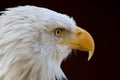 Bald eagle looks to its left showing intense stare and sharp yellow beak Royalty Free Stock Photo