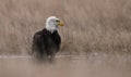 A Bald Eagle in Maine Royalty Free Stock Photo