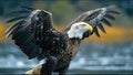 Bald Eagle Majestic Wild Animal National USA Symbol