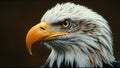 Bald Eagle Majestic Wild Animal National USA Symbol