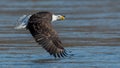 Bald Eagle Royalty Free Stock Photo