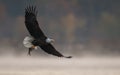 Bald Eagle Royalty Free Stock Photo