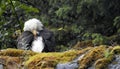 Bald Eagle, Mendenhall Glacier, Juneau, Alaska, United States Royalty Free Stock Photo